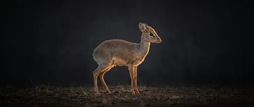 Kirk's Dik-Dik Profile on Dark Background