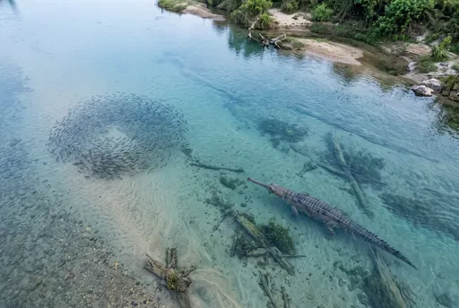 Aerial View of Gharial Stalking River Fish