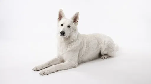 White Shepherd Lying on White Background