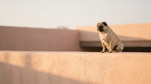 Fawn Pug on Peach Stucco Wall