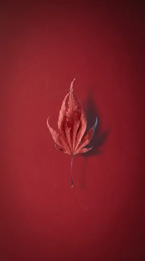 Single Red Leaf on Crimson Background