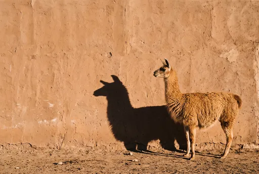 Tan Llama Casting Shadow on Adobe Wall