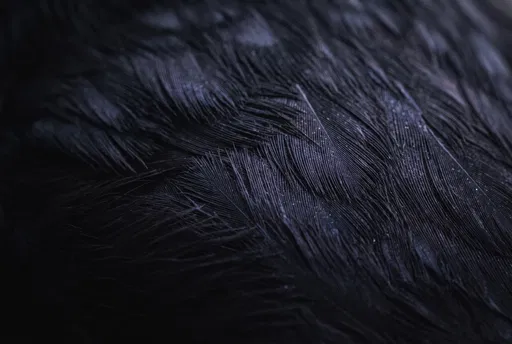 Dark Iridescent Raven Feathers Macro Texture