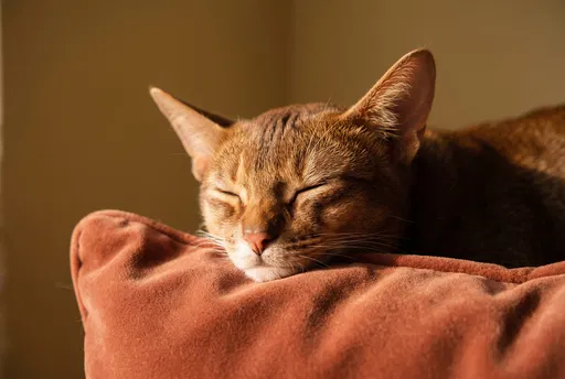 Sleeping Abyssinian Cat on Velvet Cushion