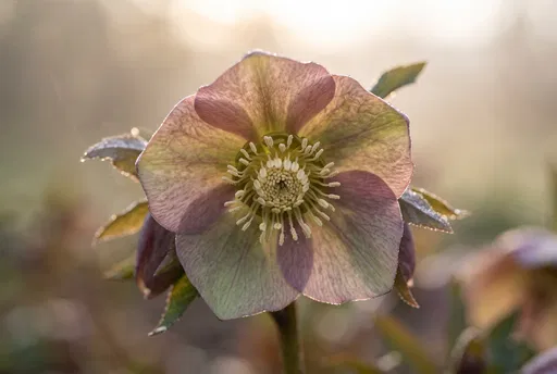 Backlit Lenten Rose Hellebore Macro Close-Up