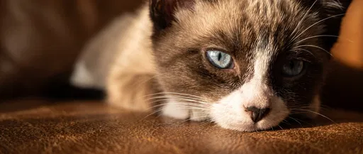 Close-Up of Snowshoe Kitten on Leather