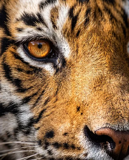 Extreme Close-Up of Bengal Tiger Eye