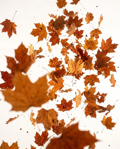 Falling Autumn Maple Leaves on White