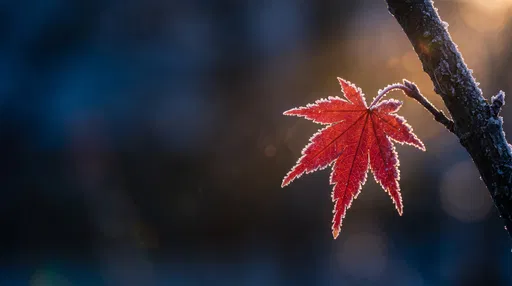 Frost Rimmed Crimson Japanese Maple Leaf