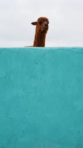 Chestnut Llama Over Turquoise Wall