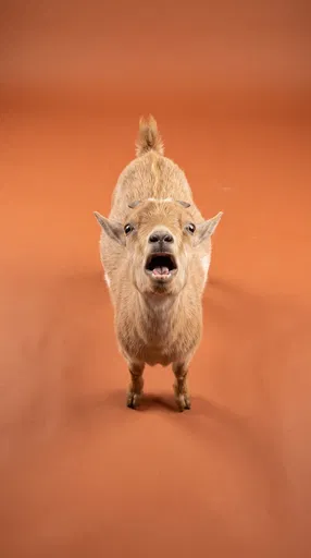 Screaming Tan Goat Overhead Studio Portrait