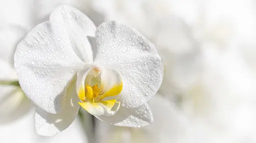 White Orchid Blossom With Water Droplets