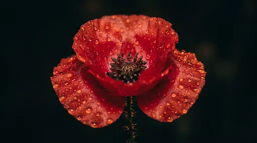 Red Poppy Blossom with Water Droplets