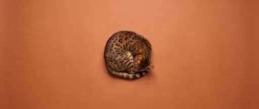 Overhead View of Curled Spotted Cat