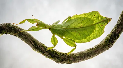 Backlit Green Leaf Insect on Vine