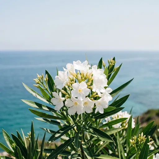 White Oleander Flowers by the Sea
