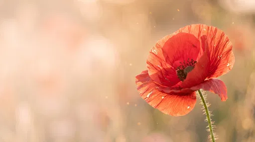 Red Poppy in Warm Golden Sunlight