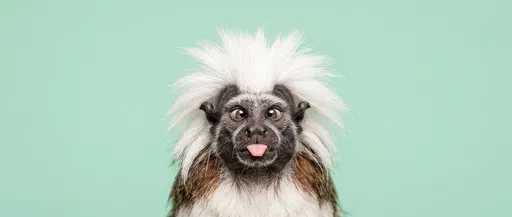 Funny Cross-Eyed Cotton-Top Tamarin Portrait