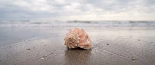 Conch Shell on Wet Beach Sand