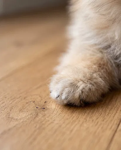 Fluffy Puppy Paw on Wooden Floor