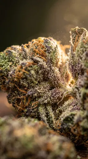 Macro Close-Up of Cannabis Indica Bud