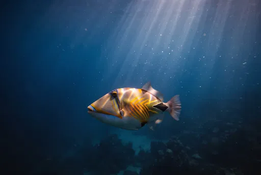 Reef Triggerfish Swimming Under Ocean Sunbeams