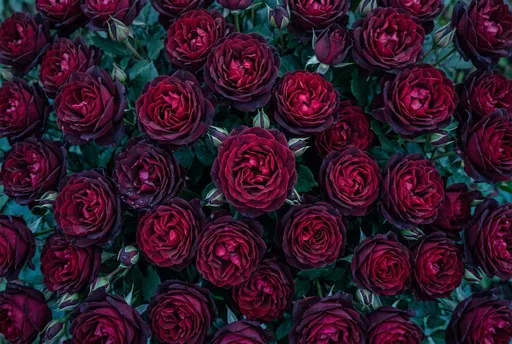 Overhead View of Dark Crimson Roses