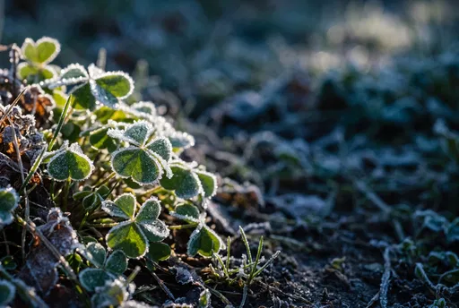 Frost-Covered Shamrock Leaves in Morning Light