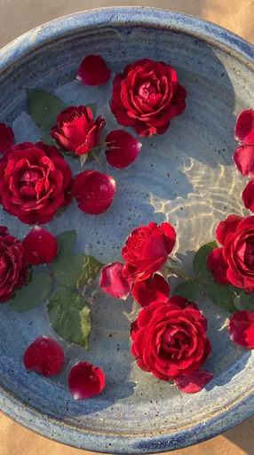 Red Roses Floating in Blue Basin