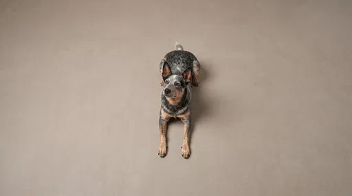 Overhead Studio Portrait of Blue Heeler