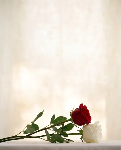 Red and White Roses on Cream Backdrop