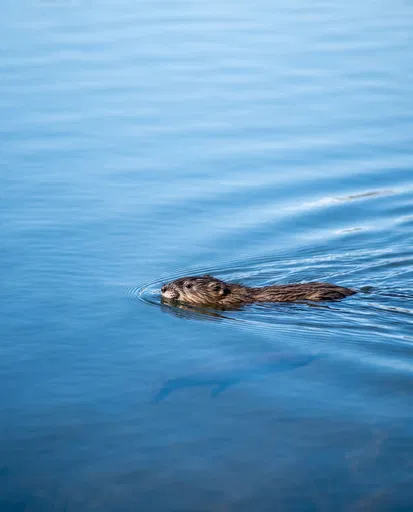 Muskrat Swimming in Calm Blue Water