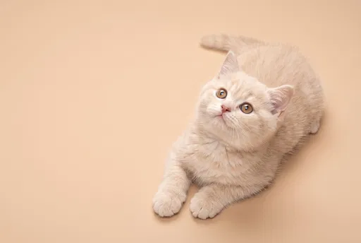Cream British Shorthair Kitten Looking Up