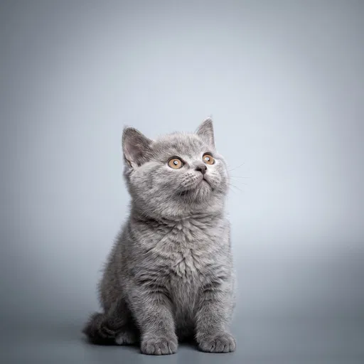 Grey British Shorthair Kitten Looking Up