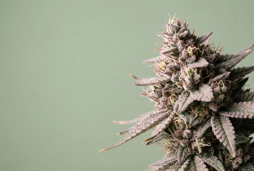 Frosty Cannabis Cola On Sage Background