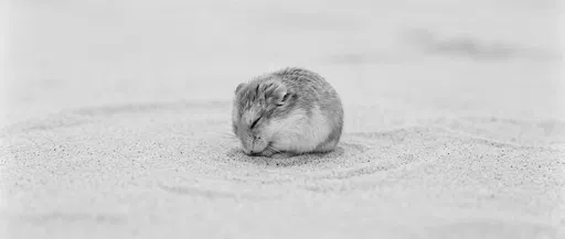 Sleeping Desert Hamster on Sand