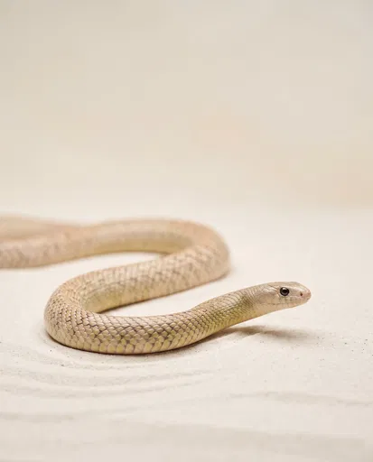 Pale Taipan Snake on Sand