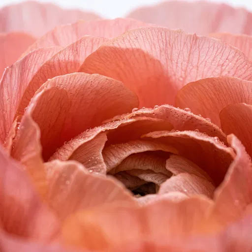 Macro Close-Up of Coral Ranunculus Petals