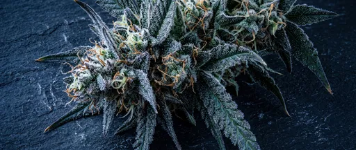 Frosty Cannabis Flower on Dark Slate
