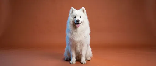 Studio Portrait of Smiling White Samoyed