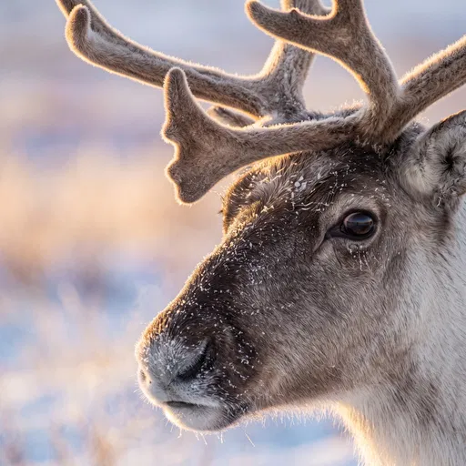 Close-up of Caribou in Sunlight
