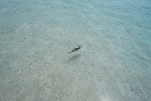 Solitary Reef Triggerfish in Shallow Water