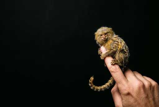Tiny Pygmy Marmoset on Human Finger