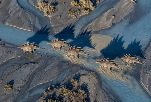 Aerial View of Stegosaurus Herd Crossing River