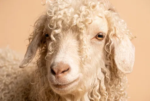 Studio Close-Up of Curly Angora Goat