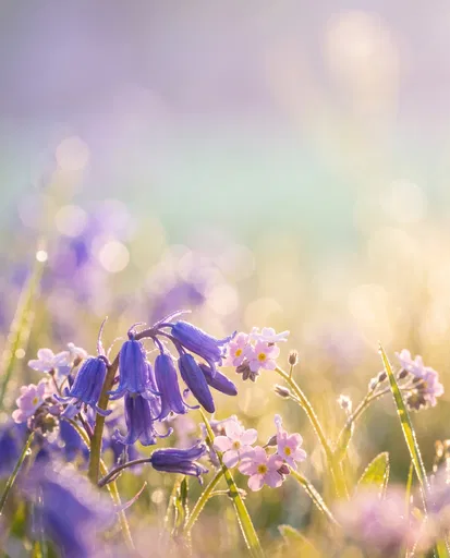 Backlit Bluebells and Pink Forget-Me-Nots
