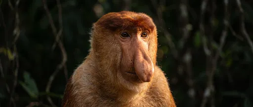 Close-Up Portrait of Male Proboscis Monkey