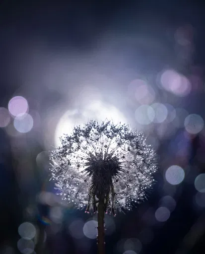 Dew Covered Dandelion Backlit by Moon