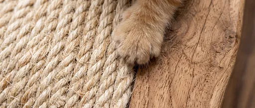 Ginger Kitten Paw on Sisal Scratcher