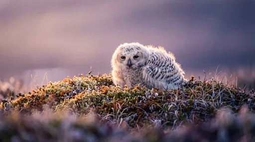 Snowy Owl Resting on Tundra Moss